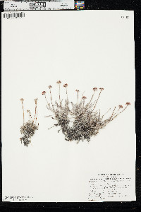 Eriogonum pauciflorum var. pauciflorum image