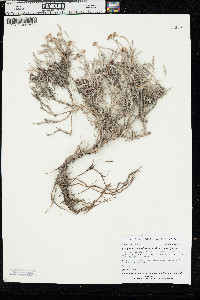 Eriogonum pauciflorum var. pauciflorum image