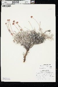 Eriogonum pauciflorum var. pauciflorum image