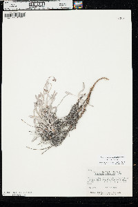Eriogonum pauciflorum var. pauciflorum image