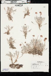 Eriogonum pauciflorum var. pauciflorum image