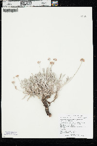 Eriogonum pauciflorum var. pauciflorum image