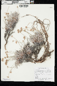 Eriogonum pauciflorum var. pauciflorum image