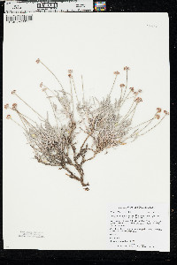 Eriogonum pauciflorum var. pauciflorum image