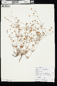 Eriogonum pharnaceoides image