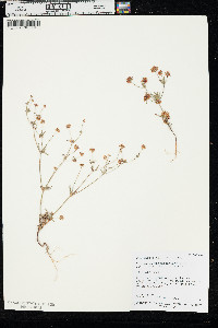 Eriogonum pharnaceoides image