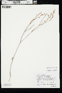 Eriogonum polycladon image