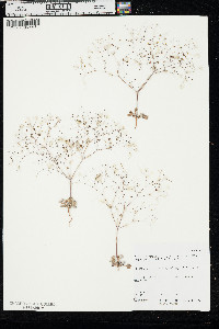 Eriogonum pusillum image