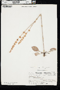 Eriogonum racemosum image