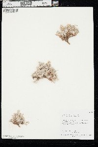 Eriogonum shockleyi image