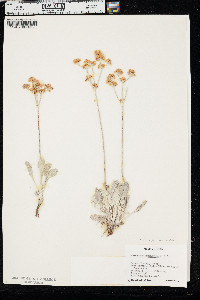 Eriogonum strictum var. proliferum image