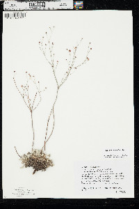 Eriogonum tenellum image