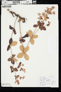 Eriogonum tomentosum image