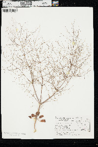 Eriogonum trichopes image