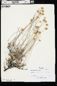 Eriogonum tripodum image