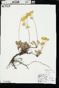 Eriogonum umbellatum var. aureum image