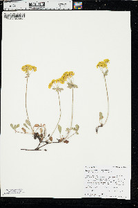 Eriogonum umbellatum var. aureum image