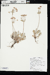 Eriogonum umbellatum var. dichrocephalum image