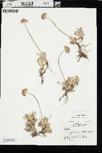 Eriogonum umbellatum var. majus image
