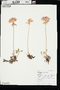 Eriogonum umbellatum var. majus image