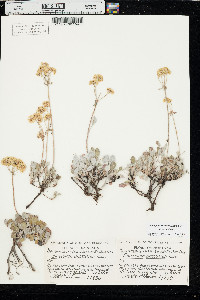 Eriogonum umbellatum var. umbellatum image