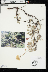 Eriogonum umbellatum var. umbellatum image