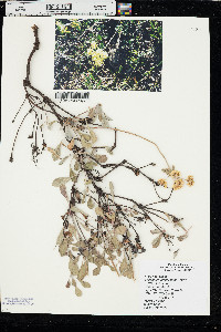 Eriogonum umbellatum var. umbellatum image