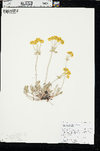 Eriogonum umbellatum var. umbellatum image
