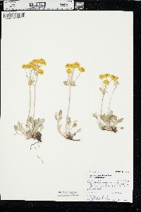 Eriogonum umbellatum var. umbellatum image