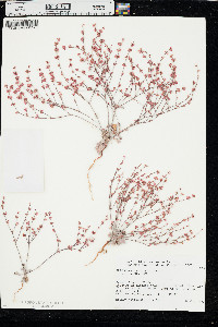 Eriogonum vimineum var. vimineum image