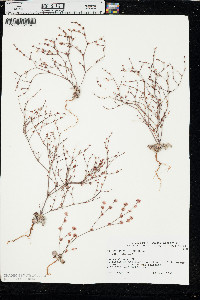 Eriogonum vimineum image