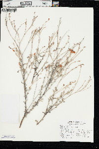 Eriogonum wrightii image
