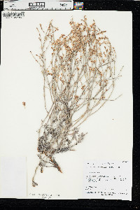 Eriogonum wrightii image