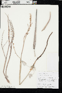 Eriogonum zionis image
