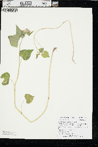 Fagopyrum esculentum image