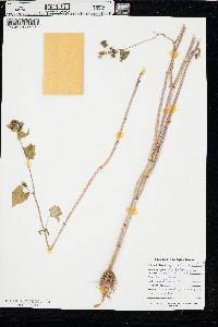Fagopyrum esculentum image