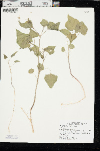 Fagopyrum esculentum image