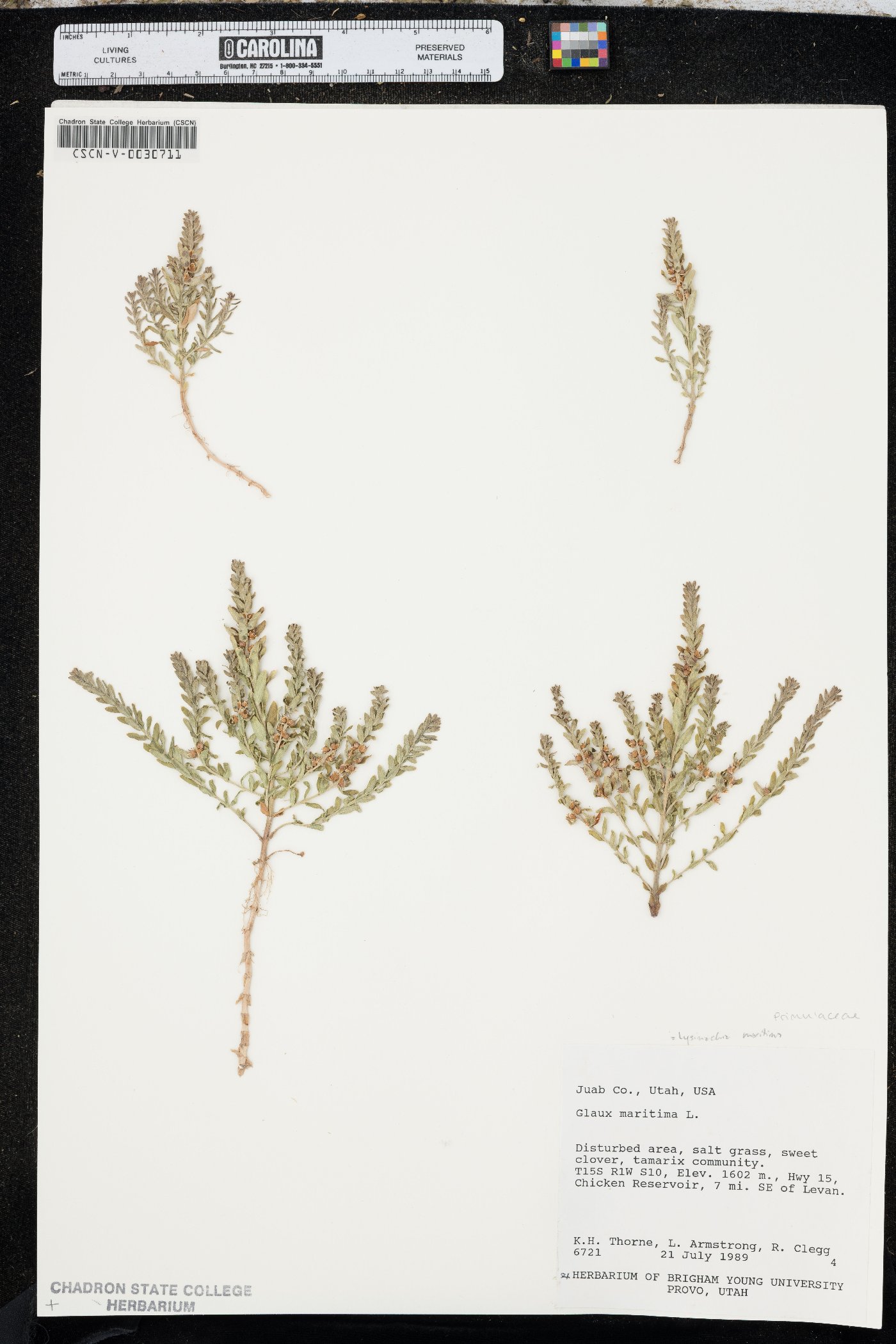 Lysimachia maritima image