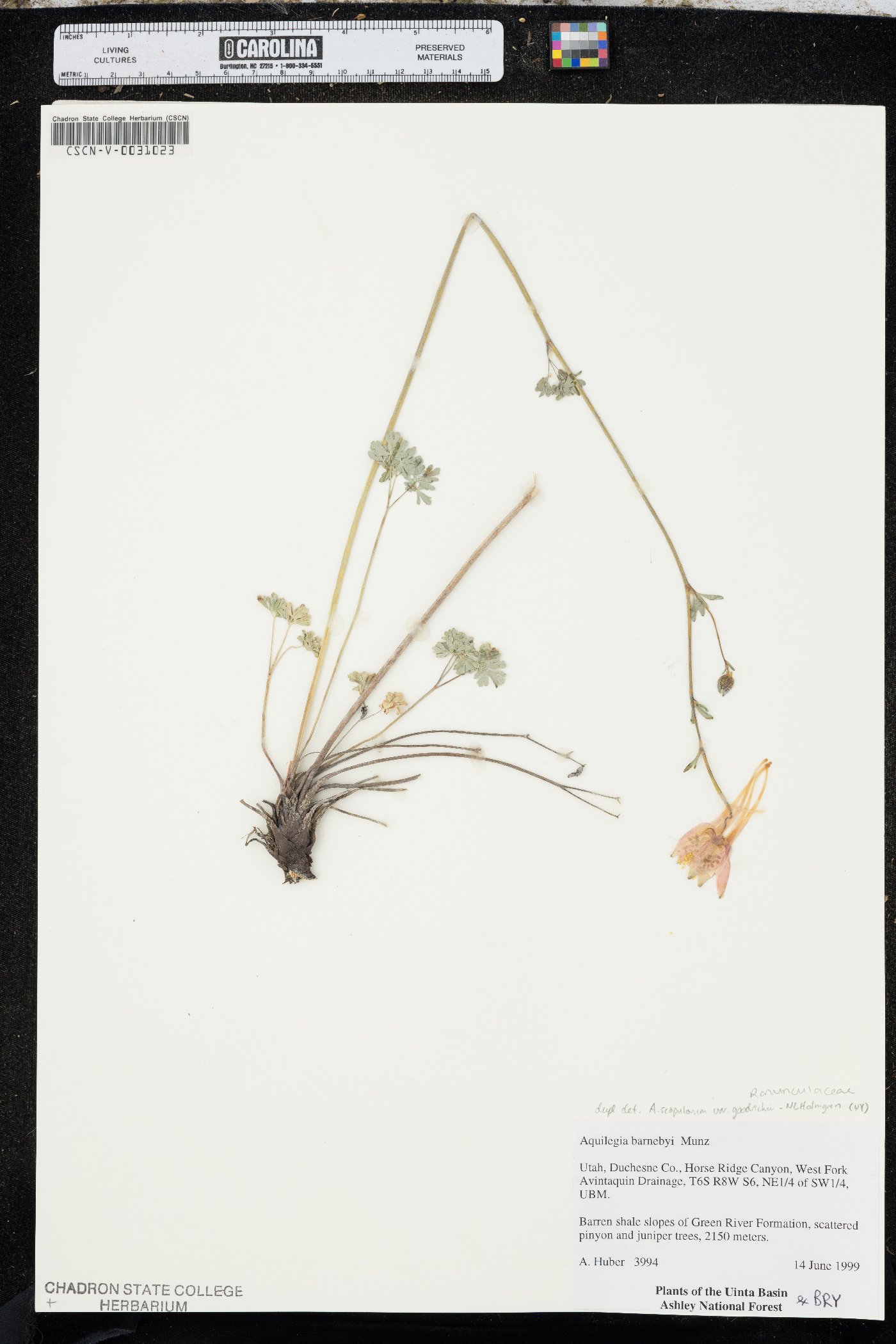 Aquilegia scopulorum var. goodrichii image