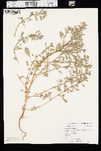 Amaranthus albus image