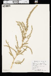 Amaranthus tuberculatus image