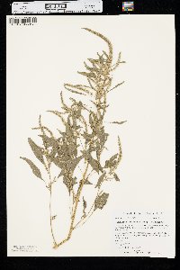 Amaranthus tuberculatus image