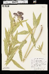 Asclepias incarnata var. incarnata image