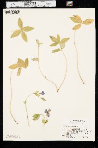 Vinca minor image