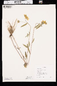 Arnica longifolia image