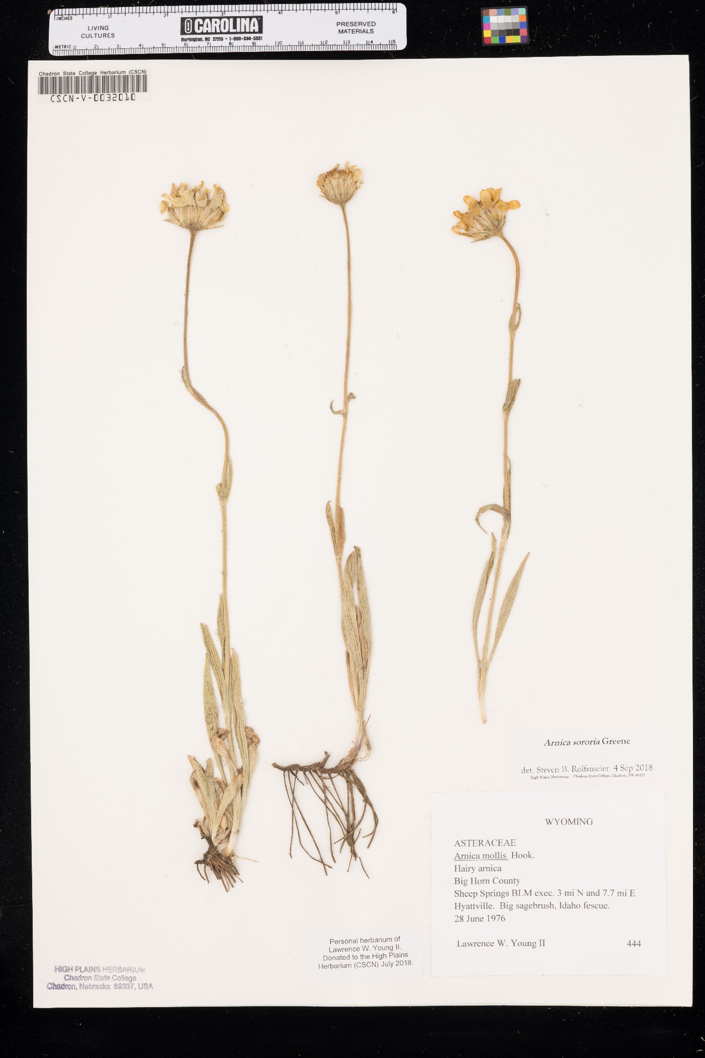 Arnica sororia image