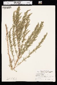 Artemisia dracunculus image