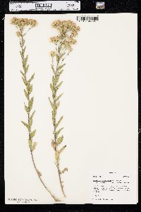 Brickellia eupatorioides var. corymbulosa image