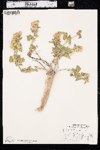 Brickellia grandiflora image