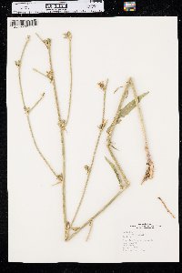 Cichorium intybus image